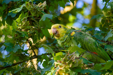 Yellow-headed amazon parrot (Amazona oratrix) in the foliage of a maple tree close-up