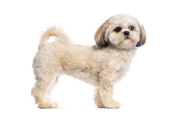 Adorable shih tzu dog standing and looking curious on white background