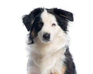 Miniature American Shepherd dog posing on white background