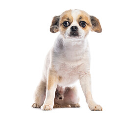 Small dog sitting and looking at camera on white background