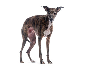 Whippet dog standing on white background