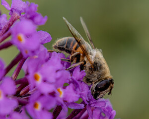 macro image of a European honey bee on purple flowers.