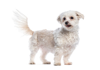 Adorable white dog standing with wagging tail on white background