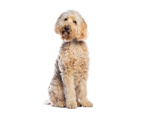 Adorable labradoodle sitting patiently on white background