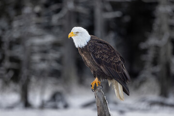 Bald Eagle