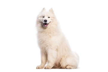 Samoyed dog sitting and panting on white background