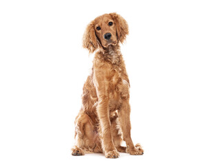 Mixed breed dog spaniel sitting on white background