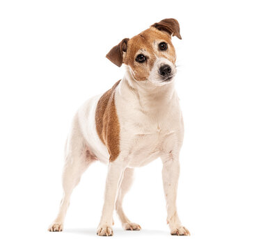 Jack russell terrier tilting its head, standing on white background