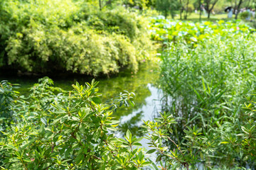 Decorative pond with green bushes in Humble Administrator's Garden, classical Chinese garden in Suzhou, Jiangsu, Gusu District, China
