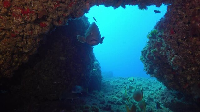 Gold banded and grouper fishes - Scuba diving in the Mediterranean Sea