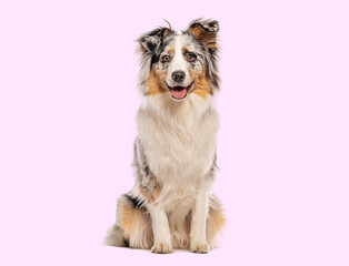 Australian shepherd sitting and panting on pink background
