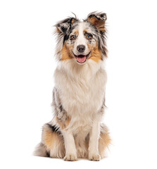 Australian shepherd sitting and panting on white background
