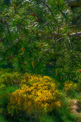 Mountain landscape of the Pyrenees in summer in the South of France. Pastures and forests in Font...