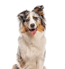 Australian shepherd panting and looking at camera on white background