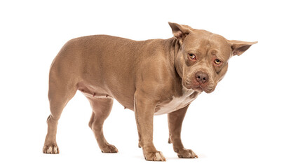 American bully dog standing on white background and looking distrustful