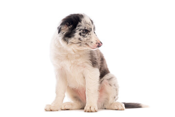 Cute border collie puppy, three months old, sitting and turning its head back against a white background