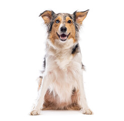 Border collie sitting and panting, isolated on white background