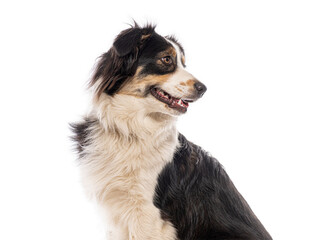 Portrait of an australian shepherd dog looking away from the camera, isolated on a white background