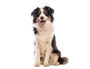 Happy australian shepherd dog sitting and panting on a white background