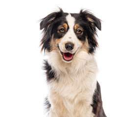 Portrait of happy australian shepherd dog panting and smiling on white background