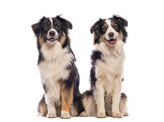 Obraz premium Two australian shepherd dogs sitting and panting, isolated on a white background