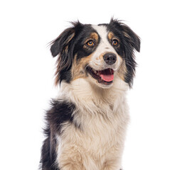 Happy australian shepherd dog panting and looking up on a white background