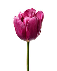 Single dark pink tulip on a thin green stem isolated centered against a solid black background