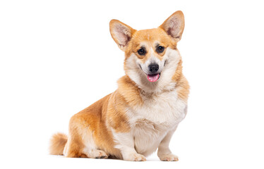 Studio shot of adorable welsh corgi pembroke sitting on white background