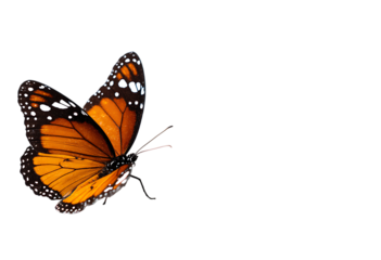 Vibrant monarch butterfly close-up on isolated stunning macro photography