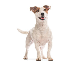 Jack russell terrier standing and panting on white background