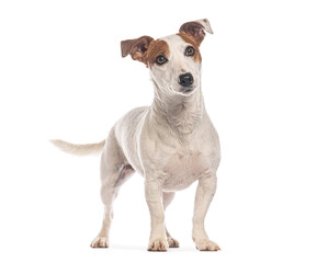Jack russell terrier standing and looking up on white background