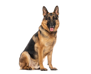 German shepherd dog sitting and panting, isolated on white background