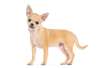 Studio shot of a small chihuahua dog standing against a white background