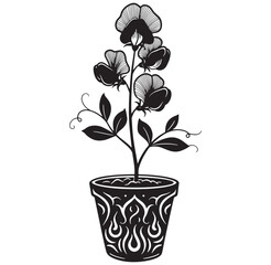 Elegant sweet pea plant in a decorative pot vector illustration in black and white