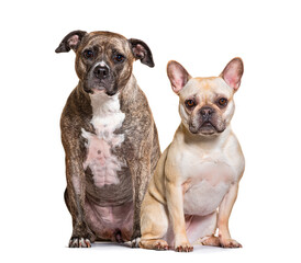 American staffordshire terrier and french bulldog posing together on a white background