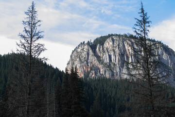 Massive Cliff Emerging from Pine Wilderness in Mountain Landscape
