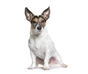 Adorable jack russell terrier standing and tilting its head with a curious expression on a white background