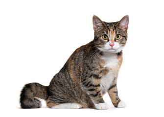 Studio shot of a sitting cat looking forward on a white background