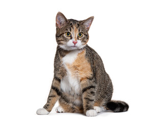 Obraz premium Adorable calico cat sitting and looking curious, isolated on a white background, perfect for pet or animal themes