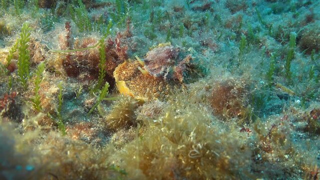 Rare marine life - Umbrella slug Umbraculum 