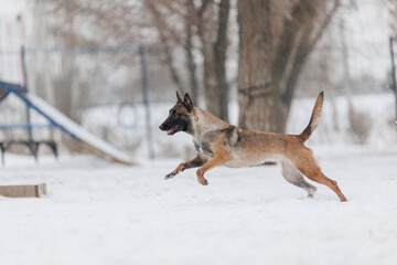 The Belgian shepherd Malinois runs in winter