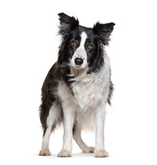 Border collie dog standing and looking forward on a white background