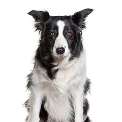 Border collie dog sitting and looking at camera isolated on white background