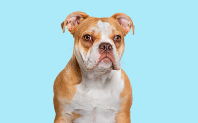 Portrait of an old american bully posing on a light blue background