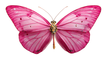Beautiful pink butterfly with intricate wing patterns top view isolated
