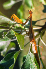 The praying mantis insect is looking to the camera. Macro photo, selective focus.