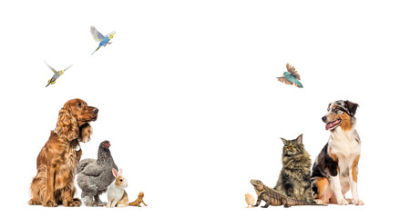 Large group of pets sitting and flying, looking up on white background