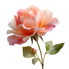 Delicate pastel pink rose bloom with bud isolated on a clean white canvas for floral photography