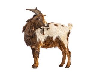Goat standing on white background looking backwards