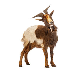 Curious goat standing on white background, looking back